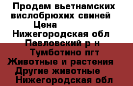 Продам вьетнамских вислобрюхих свиней › Цена ­ 30 000 - Нижегородская обл., Павловский р-н, Тумботино пгт Животные и растения » Другие животные   . Нижегородская обл.